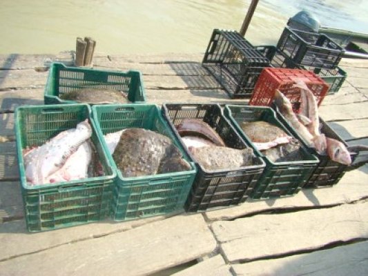 Peşte braconat, confiscat de poliţiştii de frontieră